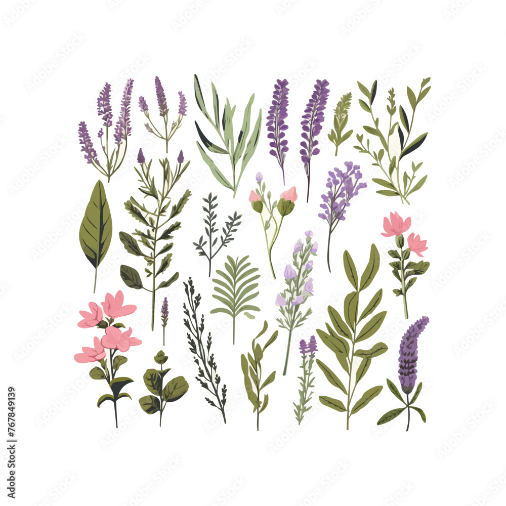 Wall mural big set with hand drawn provence herbs and plants, isolated vector illustration in flat style with t