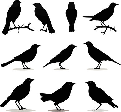 Black silhouette bird set isolated on white background. Vector illustration