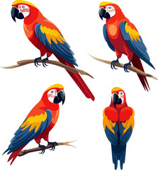 Fototapeta premium Macaw | Minimalist and Simple set of 3 Line White background - Vector illustration