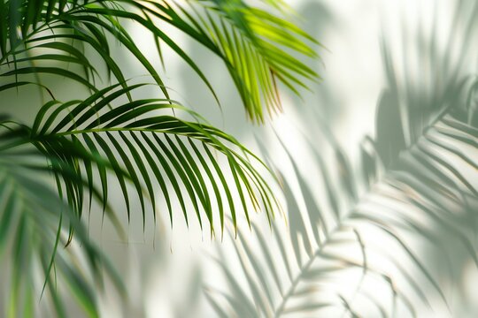 Blurred shadow from palm leaves on the light white wall. Minimal abstract background for product presentation. Spring and summer.