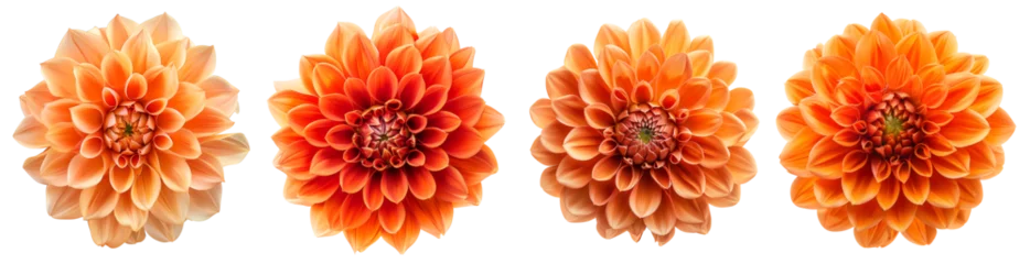 Foto op Plexiglas orange dahlia flowers set isolated on transparent background  © agrus_aiart
