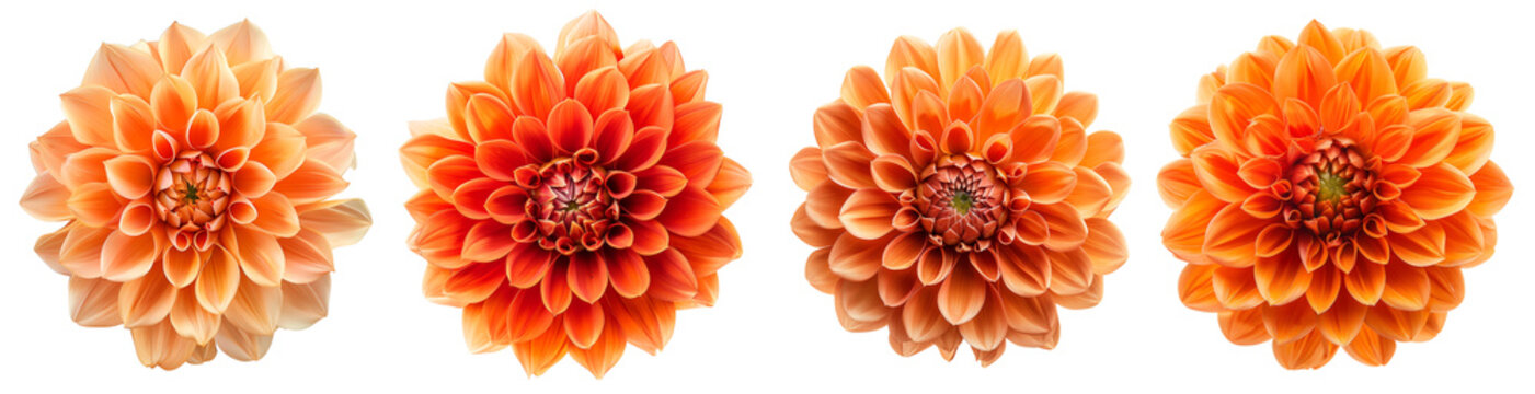 orange dahlia flowers set isolated on transparent background	