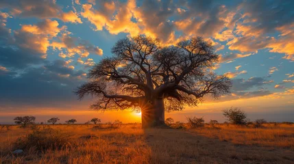 Rucksack Towering baobab trees stand sentinel over the African savanna, their ancient branches reaching skyward as if to touch the heavens, while wildlife congregates at their base, seeking © Наталья Евтехова