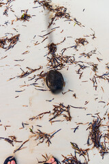 Coconut at the seashore. Nature