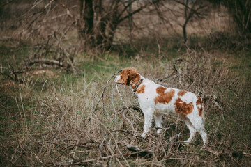 A dog of the hunting breed Epagnol Breton of white and red color stands in a rack having smelled a bird during a hunting walk in nature.