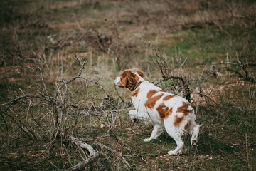 A dog of the hunting breed Epagnol Breton of white and red color stands in a rack having smelled a bird during a hunting walk in nature.