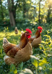 Hens on the grass in the meadow, sunny day.