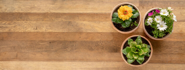 Top view of green seedlings and flowers in pots on wooden background. Season and gardening concept