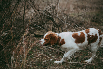 A dog of the hunting breed Epagnol Breton of white and red color stands in a rack having smelled a bird during a hunting walk in nature.