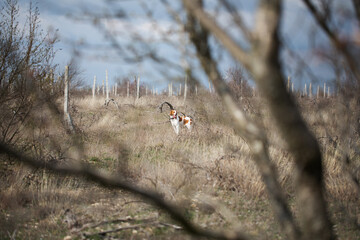 The dog of the hunting breed Epagnol Breton is white and red in color during a hunting walk in nature.