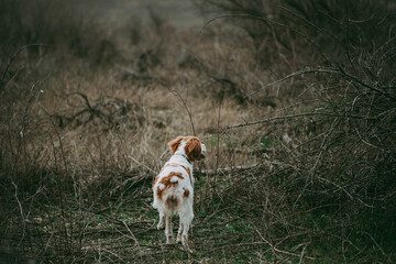 A dog of the hunting breed Epagnol Breton of white and red color stands in a rack having smelled a...