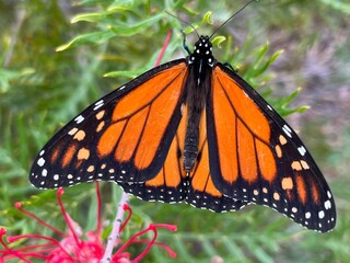 Orange monarch butterfly on grevillea flower