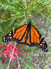 Beautiful orange monarch butterfly on grevillea plant