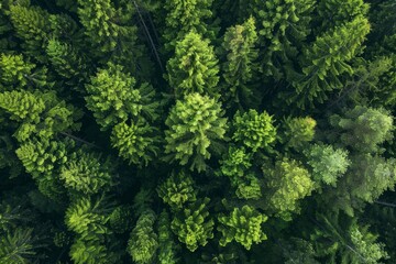 A top-down perspective of a dense forest filled with tall trees
