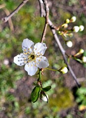 Macro photo of spring blossom. Blossoming fruit tree branch in the garden. Springtime. Chinese plum (Prunus mume) buds and flowers blooming. White pinkish color. Spring shot