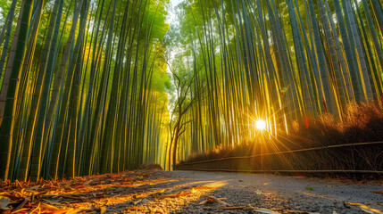 natural views surrounded by towering bamboo stalks