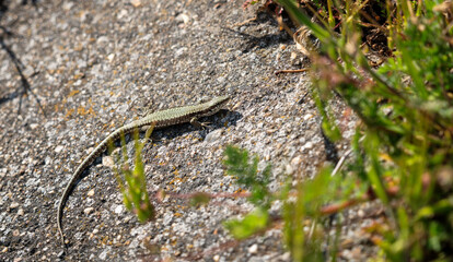 little lizard on the rock  basks in the sun