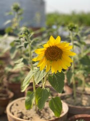 Obraz premium sunflower in the garden