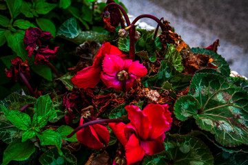 Red persian cyclamen (Cyclamen persicum)
