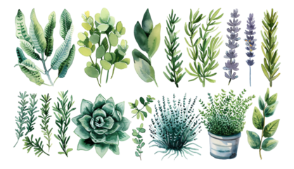 Watercolor style plant elements