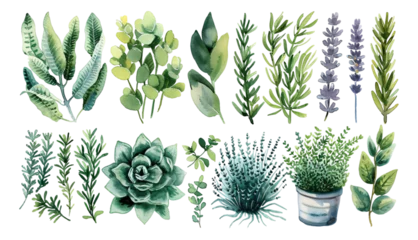 Cercles muraux Cactus Watercolor style plant elements