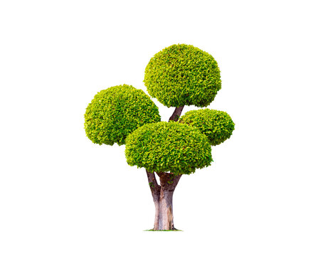 Decorative big bonsai tree ( Wrightia religiosa or Moke tree ) isolated on transparent background for topiary garden design, png file