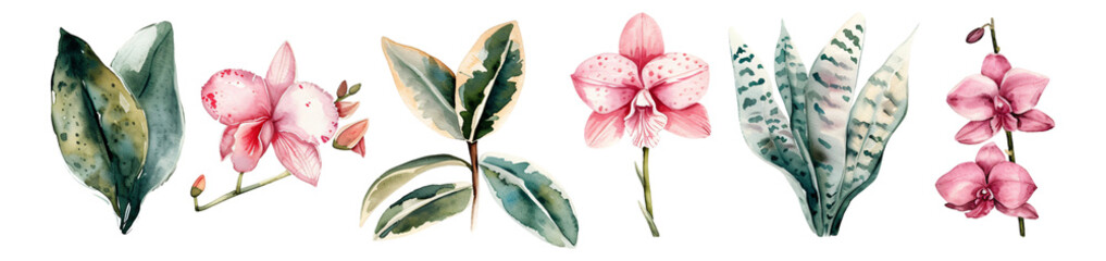 Watercolor style orchid elements material