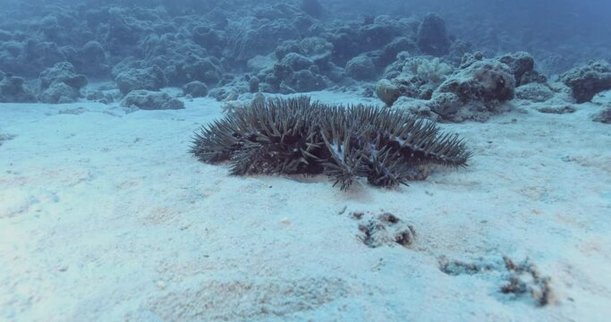 A crown-of-thorns starfish (Acanthaster) moves across the sand, journeying from one coral to another after devouring it.