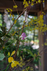 東京赤坂氷川神社の手水舎にフリージア