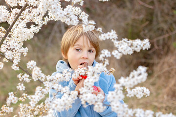 Beautiful blond child, boy, holding twig, braided whip made from pussy willow, traditional symbol...
