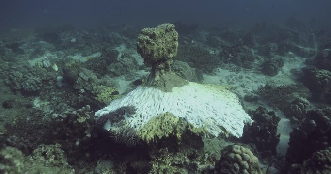 Overturned coral with an exposed white skeleton on the reef.