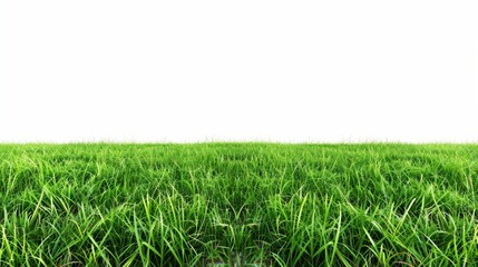 On a white background, a green grass field is isolated