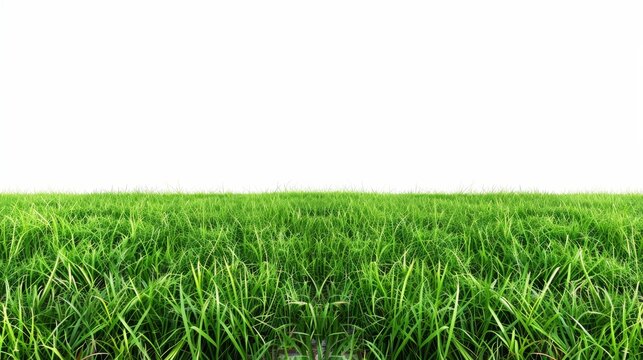 On a white background, a green grass field is isolated