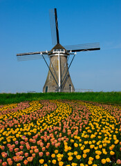 Tulips fields with windmills