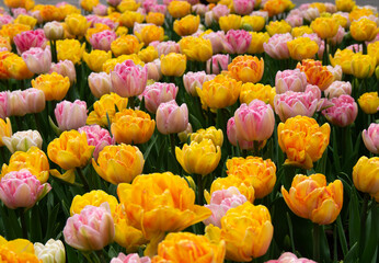 Tulips flowers blooming in the spring - 767871138