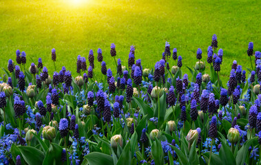 Beautiful spring flowers in park - 767871342