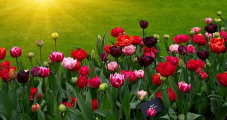 Tulips in the park in the sunlight - 767871747