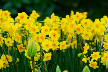 Yellow narcissus in the park. Spring nature background. - 767871933