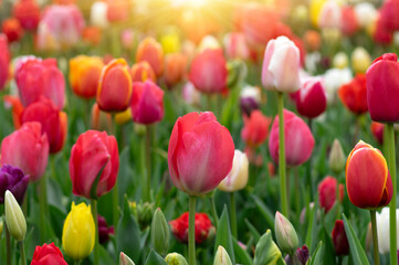 Tulips in the park in the sunlight - 767871955