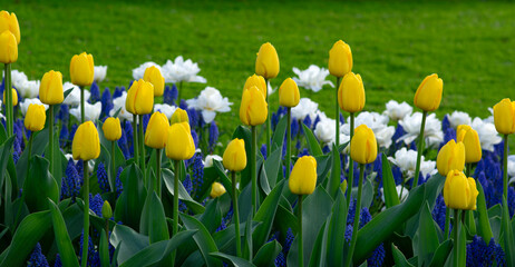 Yellow nacrissus and  tulips  flowers on the green grass - 767872109