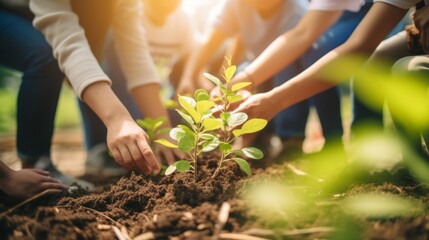 A group of people are planting a tree together