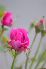 Pink rose.  Rose  flower  plant  