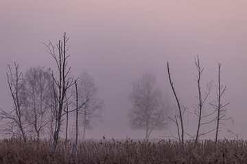 Las park w gęstej mgle wczesnym rankiem