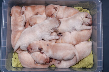 A bowl full of happiness! Eleven one-week-old Labrador puppies are sleeping in a plastic tub.