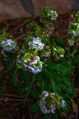 Flax-leaved daphne (Daphne gnidium)
