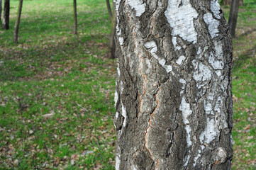 Close-up of a birch trunk and white bark in the garden as a concept of Birch sap in springtime.