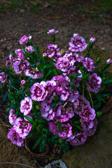 Common indigo carnations (Dianthus caryophyllus)