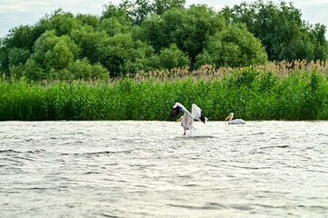Pelicans (Pelecanidae, Pelecanus) in the Danube in the Danube Delta Biosphere Reserve, Delta Dunarii near Tulcea, Wallachia, Romania, Donaudelta (9600)