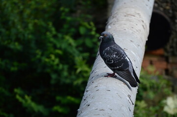 Pigeon 