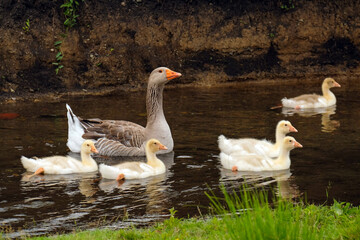 A goose and goslings are swimming along the river